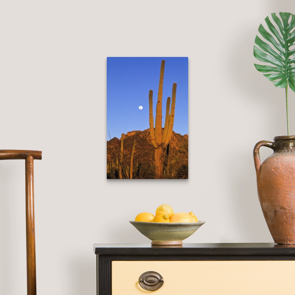 A traditional room featuring Saguaro (Carnegiea gigantea) cactus in desert, Sonoran Desert, Arizona