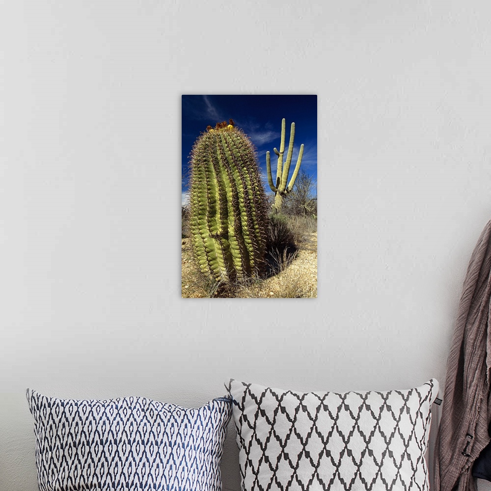 A bohemian room featuring Saguaro with Fishhook Barrel Cactus, Sonoran Desert, Arizona