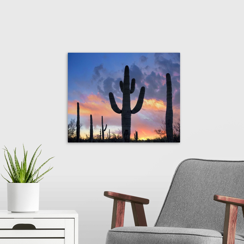 A modern room featuring Saguaros at sunset, Joshua Tree National Park, California