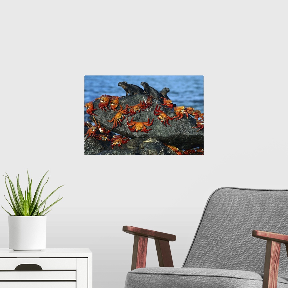 A modern room featuring Sally Lightfoot Crab sharing boulder with Marine Iguana, Galapagos Islands