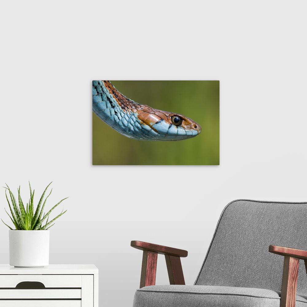 A modern room featuring San Francisco Garter Snake portrait, Pescadero, California
