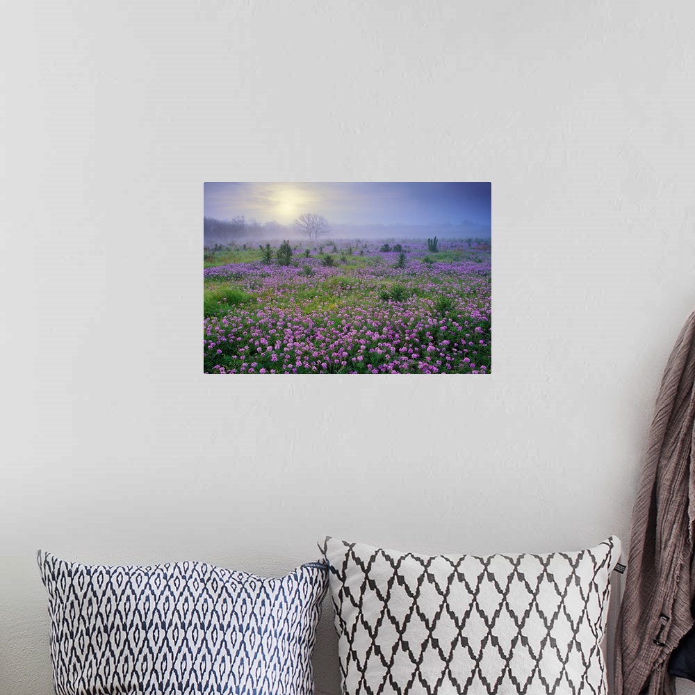 A bohemian room featuring Sand Verbena (Abronia sp) flower field at sunrise in fog, Hill Country, Texas