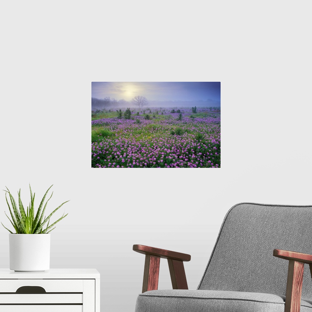 A modern room featuring Sand Verbena (Abronia sp) flower field at sunrise in fog, Hill Country, Texas