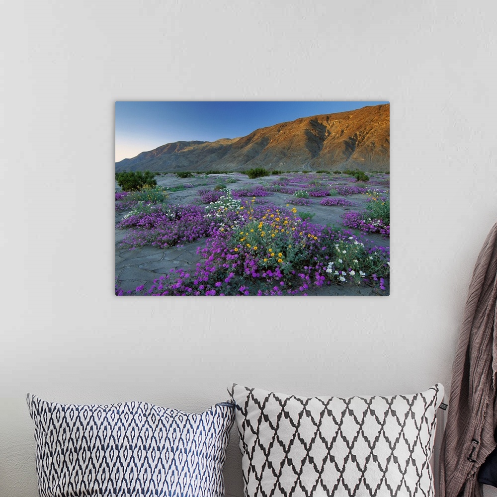 A bohemian room featuring Sand Verbena and Desert Sunflowers, Anza-Borrego Desert State Park, California