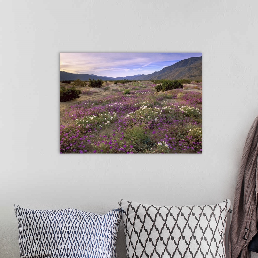A bohemian room featuring Sand Verbena (Abronia sp) and Primrose blooming, Anza-Borrego Desert State Park, California. Smal...
