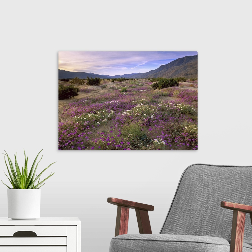 A modern room featuring Sand Verbena (Abronia sp) and Primrose blooming, Anza-Borrego Desert State Park, California. Smal...