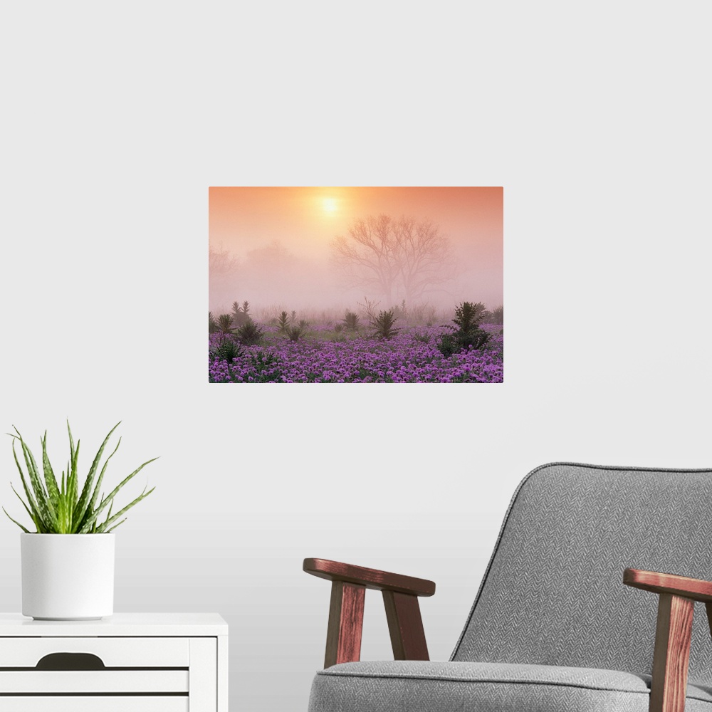 A modern room featuring Photograph of flower meadow sprinkled with tall shrubs on a misty morning.  The silhouettes of la...