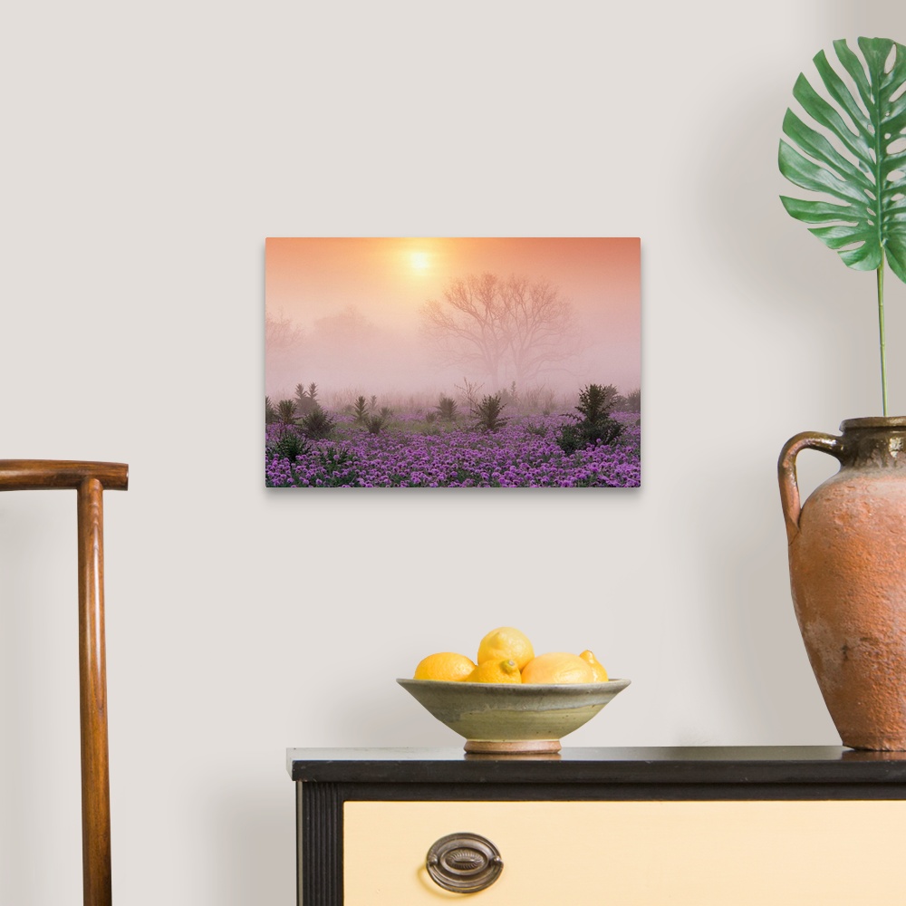 A traditional room featuring Photograph of flower meadow sprinkled with tall shrubs on a misty morning.  The silhouettes of la...