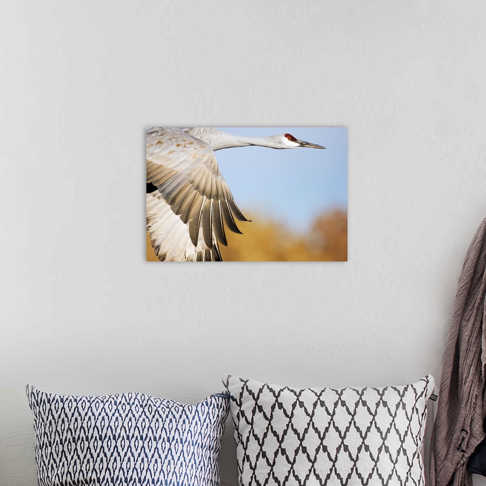A bohemian room featuring Sandhill Crane flying, Bosque del Apache National Wildlife Refuge, New Mexico