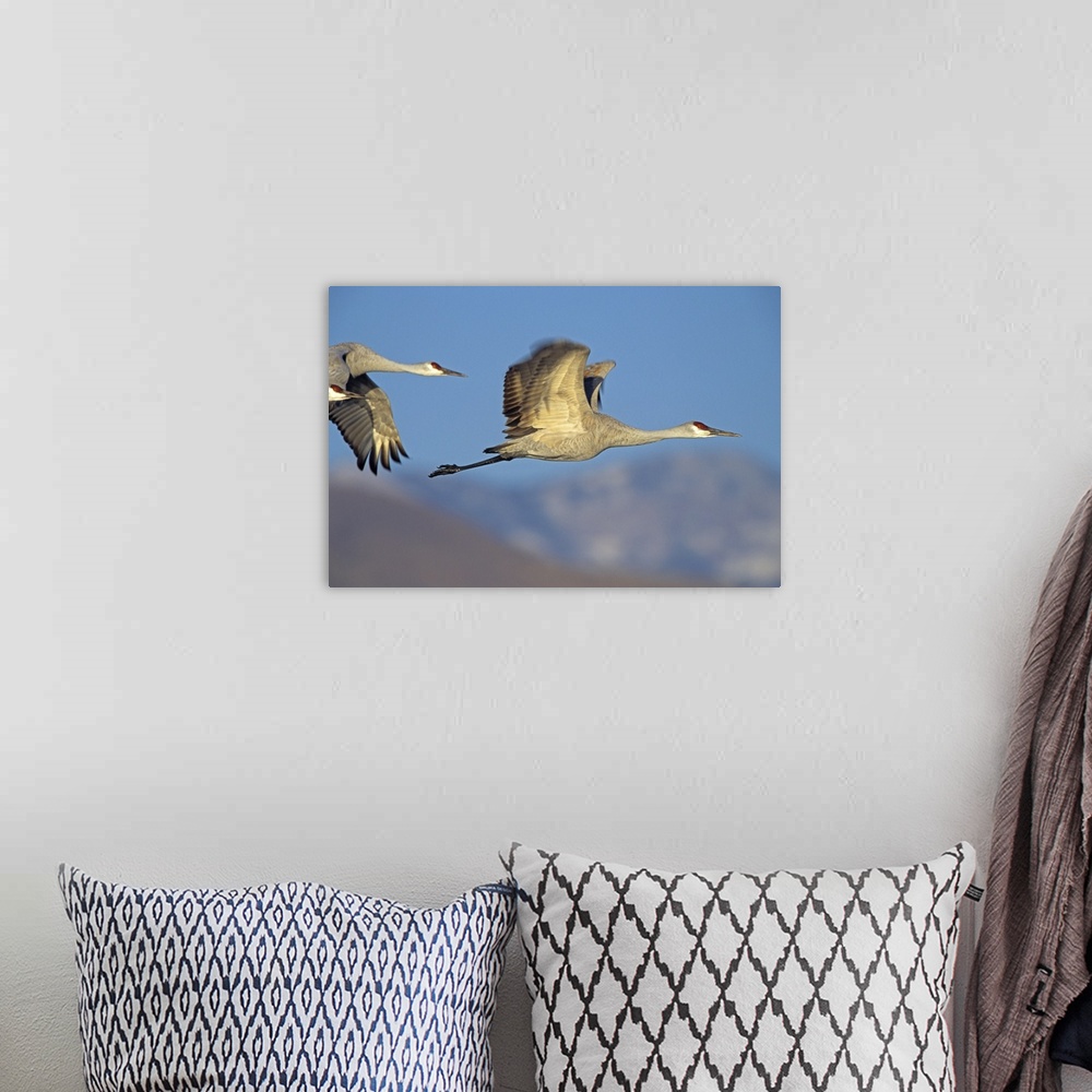 A bohemian room featuring Sandhill Cranes (Grus canadensis) flying, North American