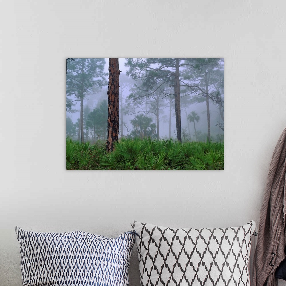 A bohemian room featuring Saw Palmetto and Pine trees in fog, near Estero River, Florida