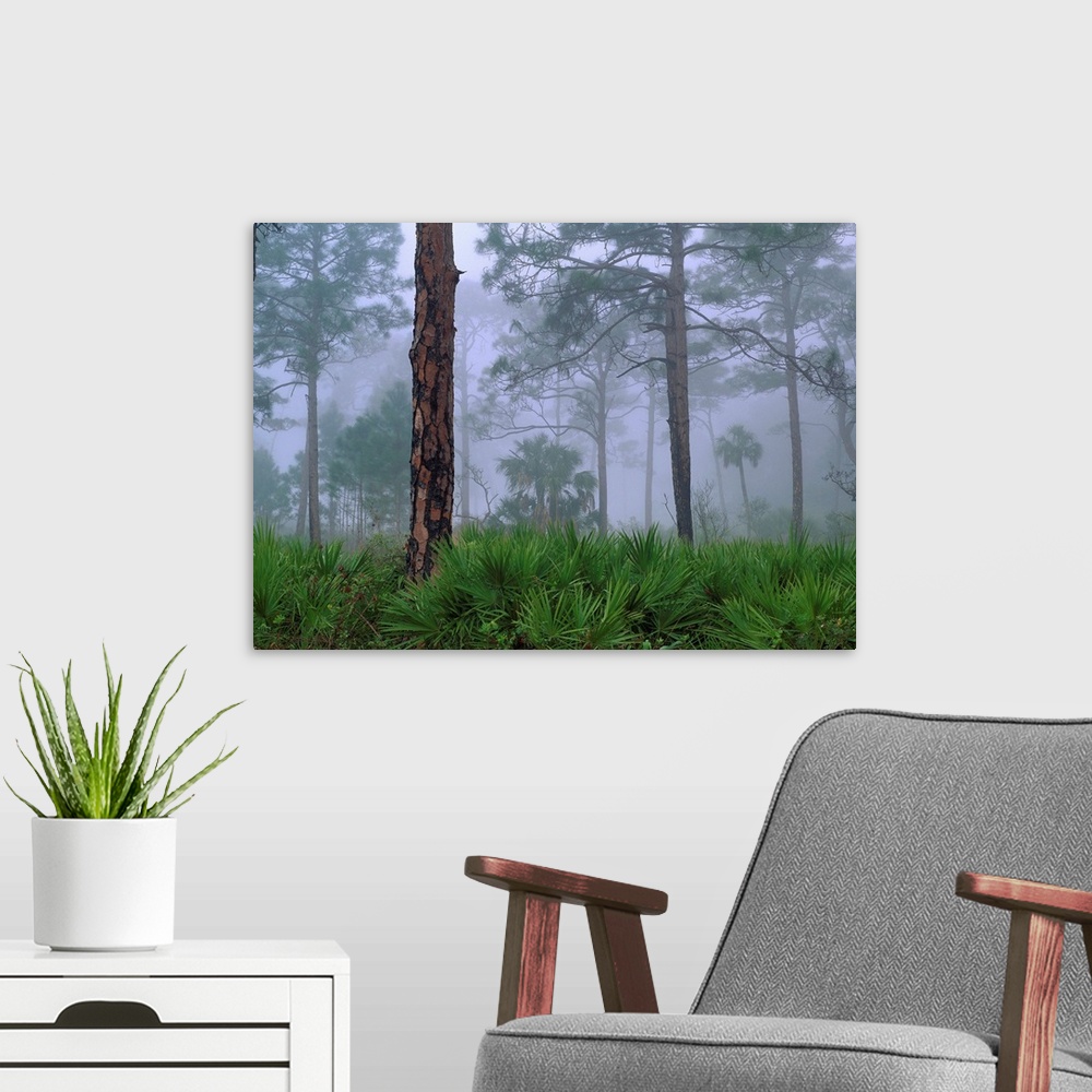 A modern room featuring Saw Palmetto and Pine trees in fog, near Estero River, Florida