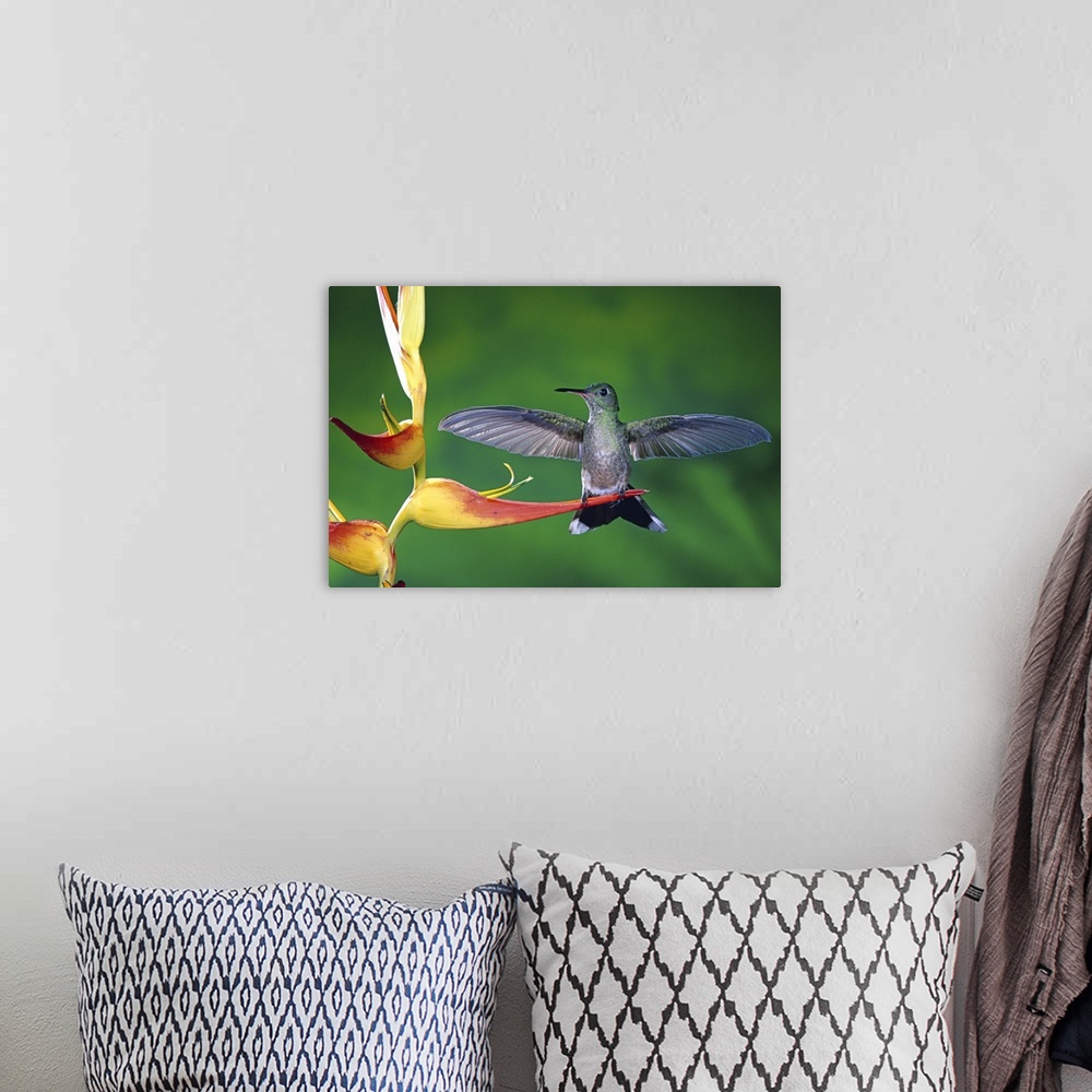 A bohemian room featuring Scaly-breasted Hummingbird near a Heliconia flower in rainforest, Costa Rica