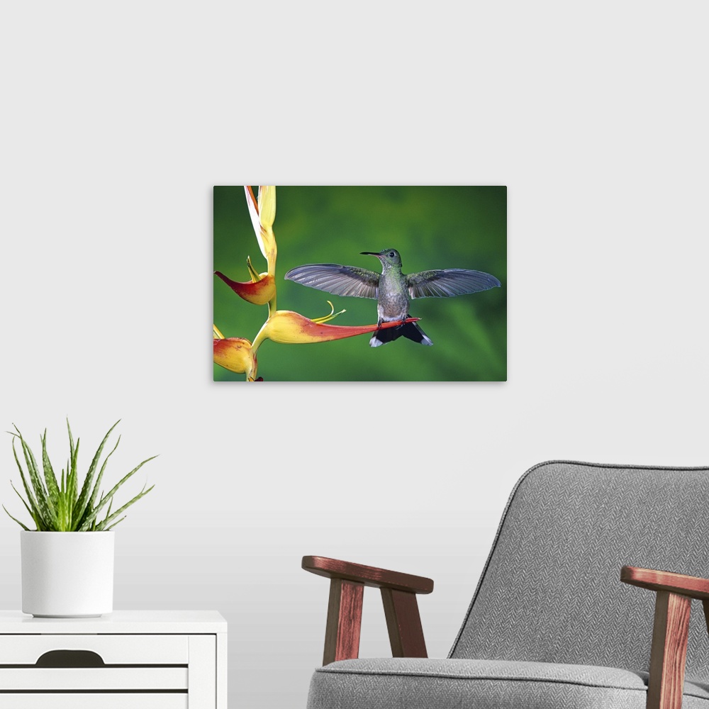 A modern room featuring Scaly-breasted Hummingbird near a Heliconia flower in rainforest, Costa Rica