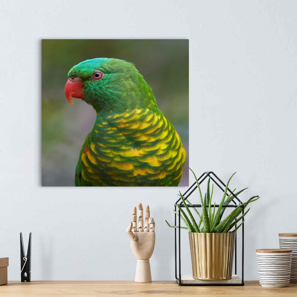 A bohemian room featuring Scaly-breasted Lorikeet (Trichoglossus chlorolepidotus), Toronga Zoo, Sydney, New South Wales, Au...