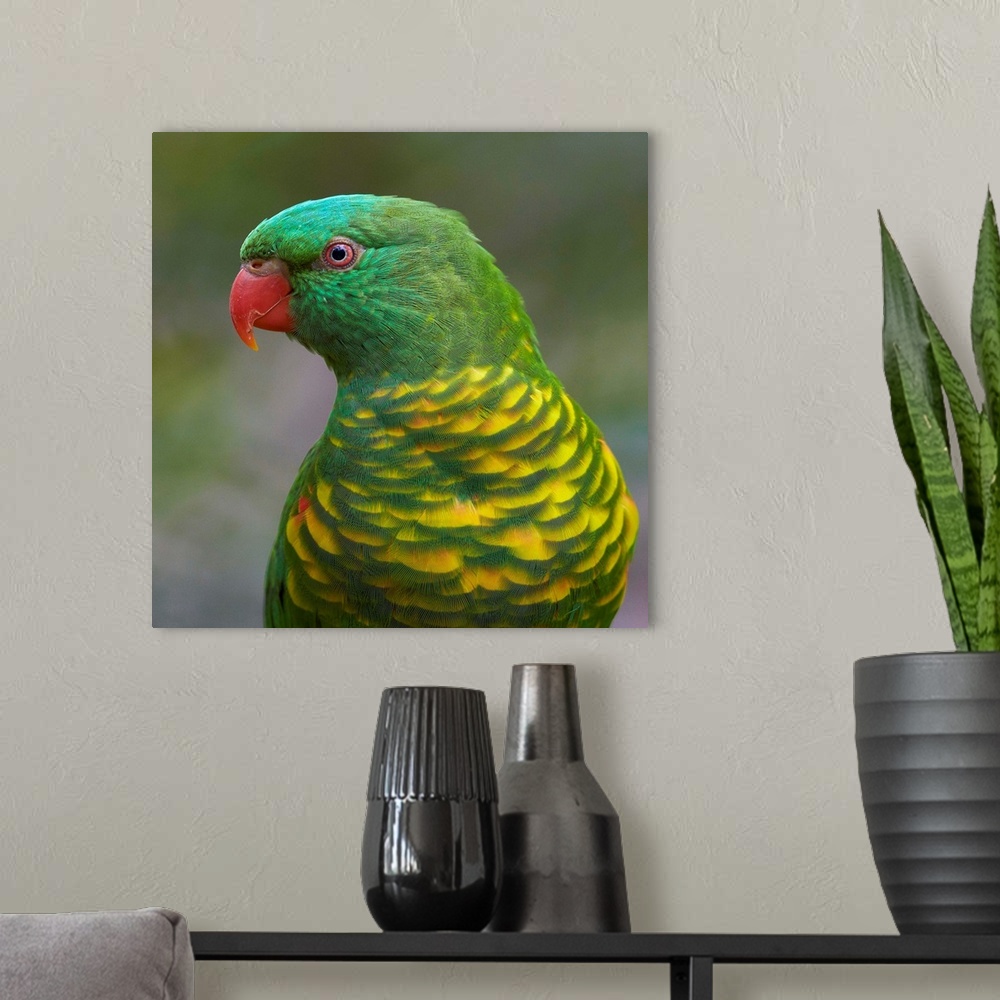 A modern room featuring Scaly-breasted Lorikeet (Trichoglossus chlorolepidotus), Toronga Zoo, Sydney, New South Wales, Au...