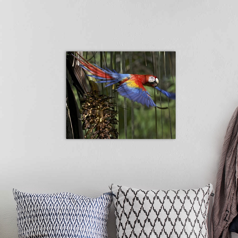 A bohemian room featuring Scarlet Macaw (Ara macao) flying with palm nut, Costa Rica