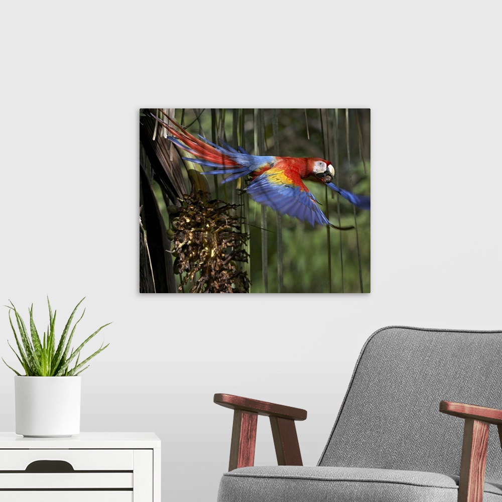 A modern room featuring Scarlet Macaw (Ara macao) flying with palm nut, Costa Rica