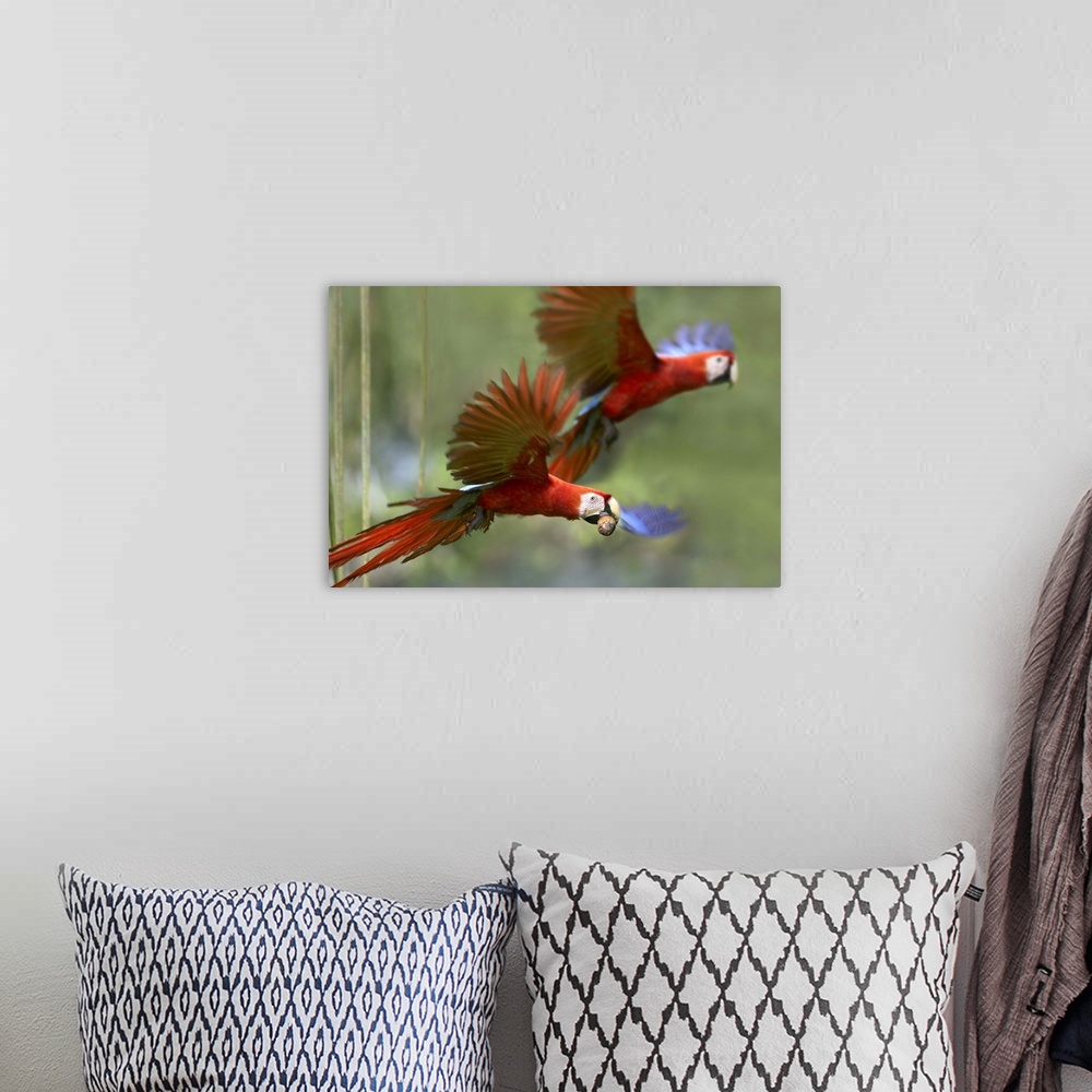 A bohemian room featuring Scarlet Macaw (Ara macao) pair flying with palm fruit, Costa Rica