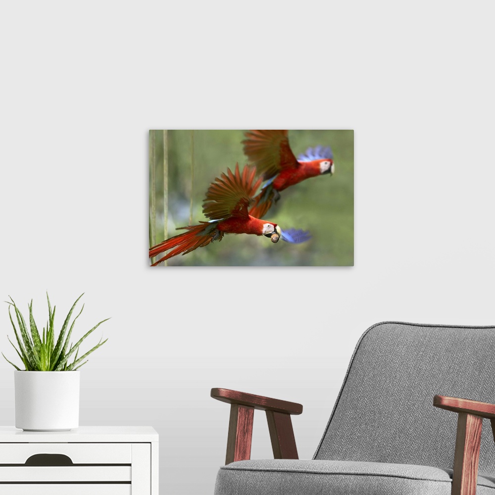 A modern room featuring Scarlet Macaw (Ara macao) pair flying with palm fruit, Costa Rica