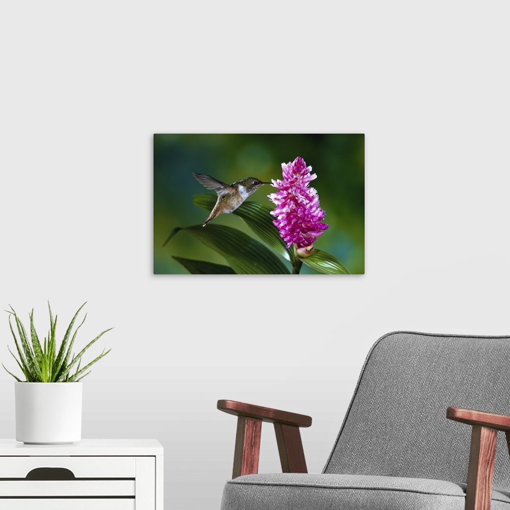 A modern room featuring Scintillant Hummingbird female feeding at flowers of epiphytic Orchid, Costa Rica