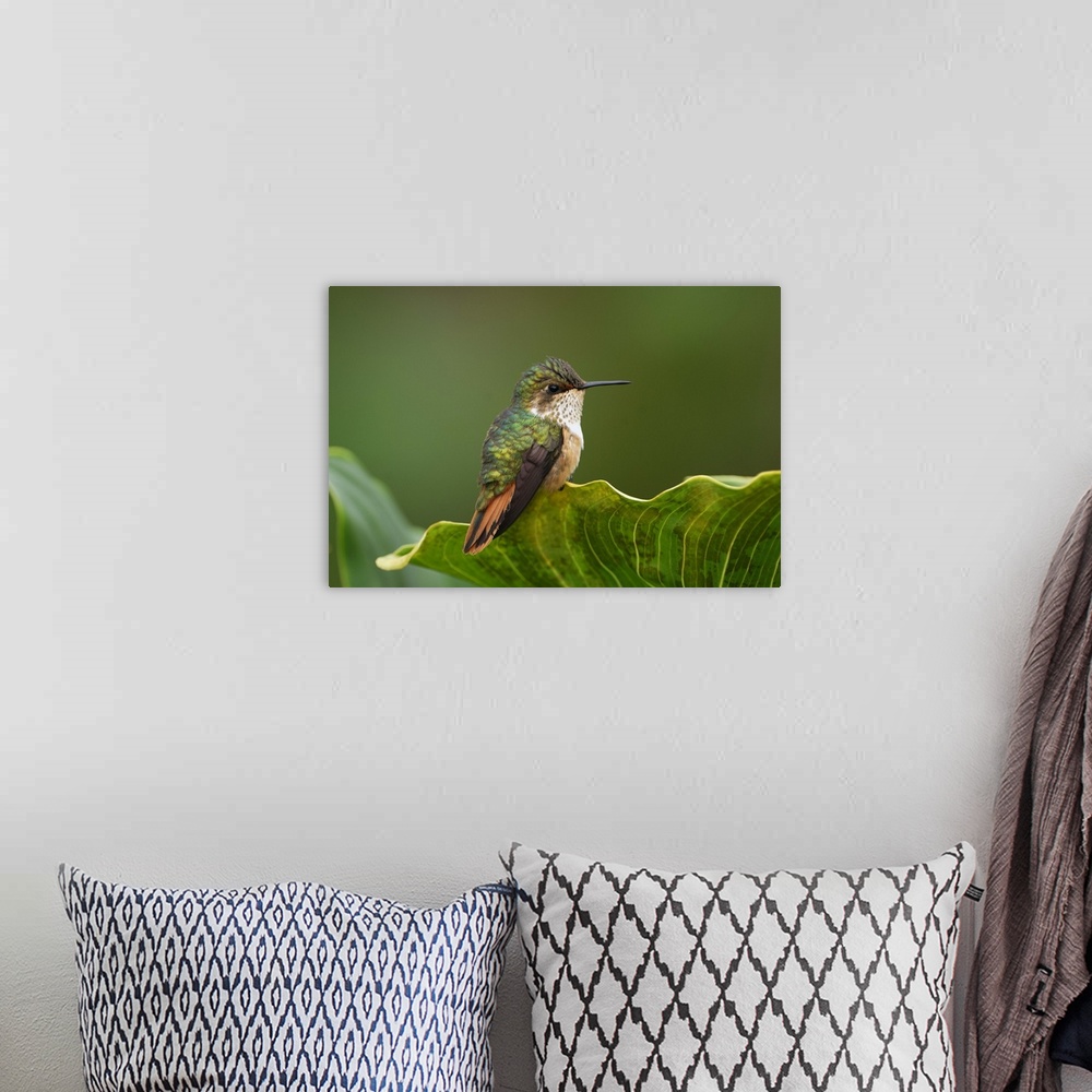 A bohemian room featuring Scintillant Hummingbird, female(Selasphorus scintilla)Cerro La Muerte, Costa Rica