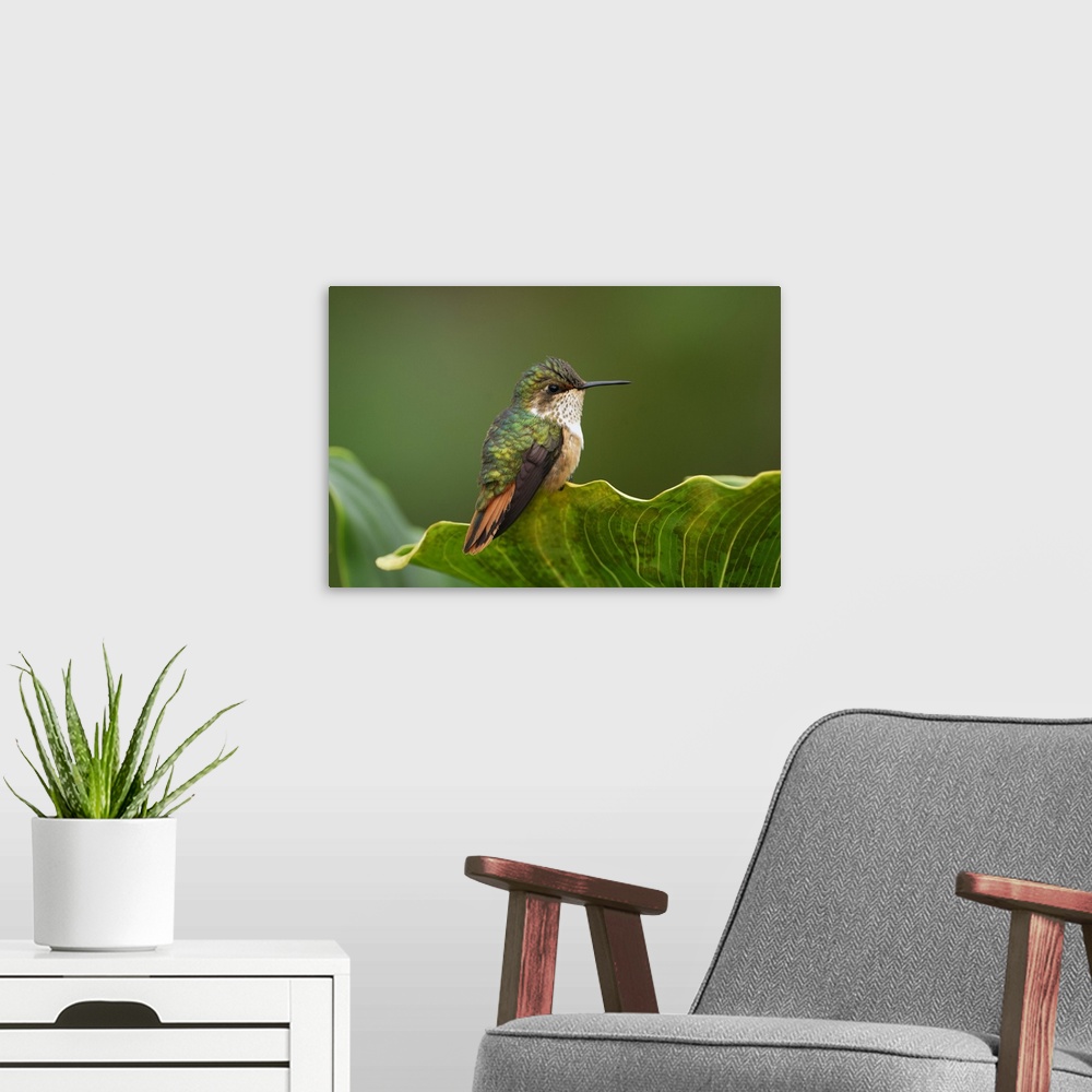 A modern room featuring Scintillant Hummingbird, female(Selasphorus scintilla)Cerro La Muerte, Costa Rica