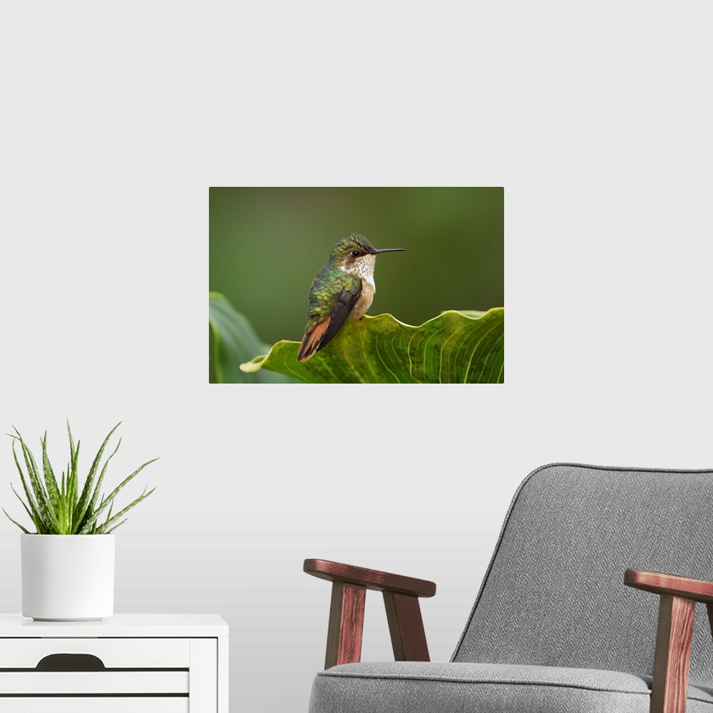 A modern room featuring Scintillant Hummingbird, female(Selasphorus scintilla)Cerro La Muerte, Costa Rica