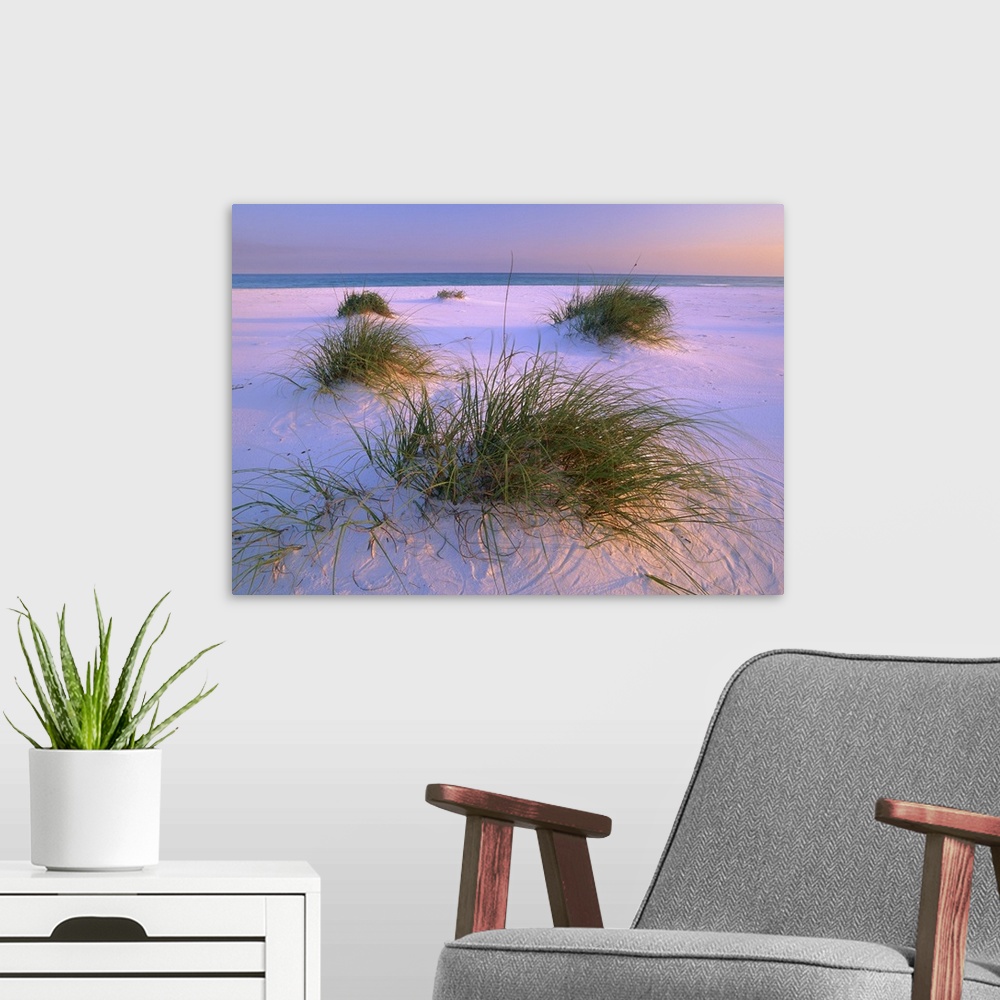 A modern room featuring Small clumps of sea grass grow in the fine white sand of this beach photograph ready for hanging ...