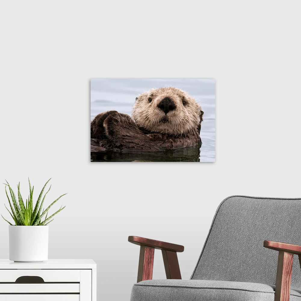 A modern room featuring Sea Otter, Elkhorn Slough, Monterey Bay, California