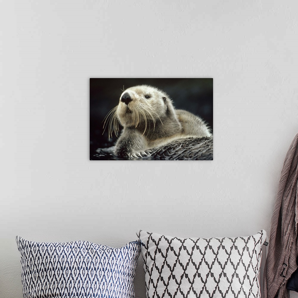 A bohemian room featuring Sea Otter (Enhydra lutris) floating in kelp, North America