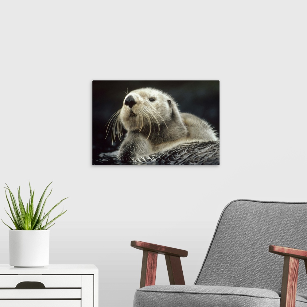 A modern room featuring Sea Otter (Enhydra lutris) floating in kelp, North America