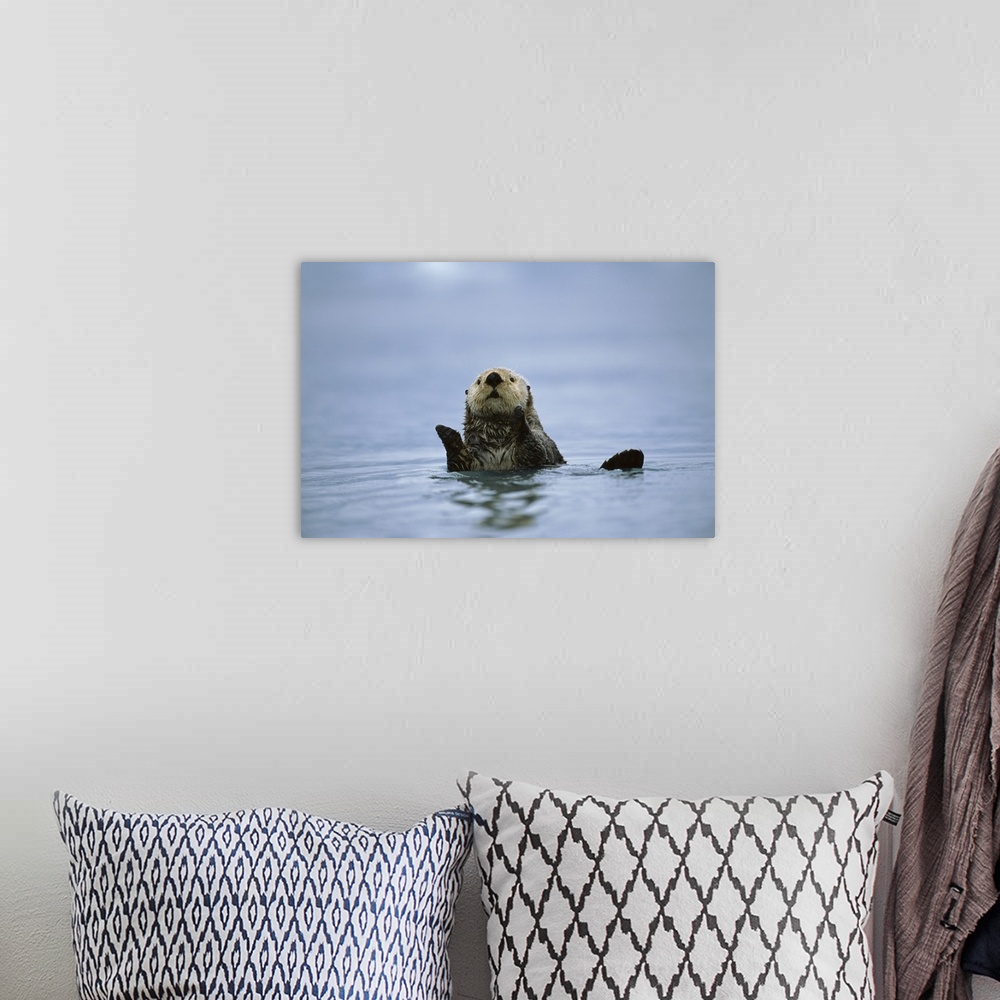 A bohemian room featuring Sea Otter (Enhydra lutris), Prince William Sound, Alaska