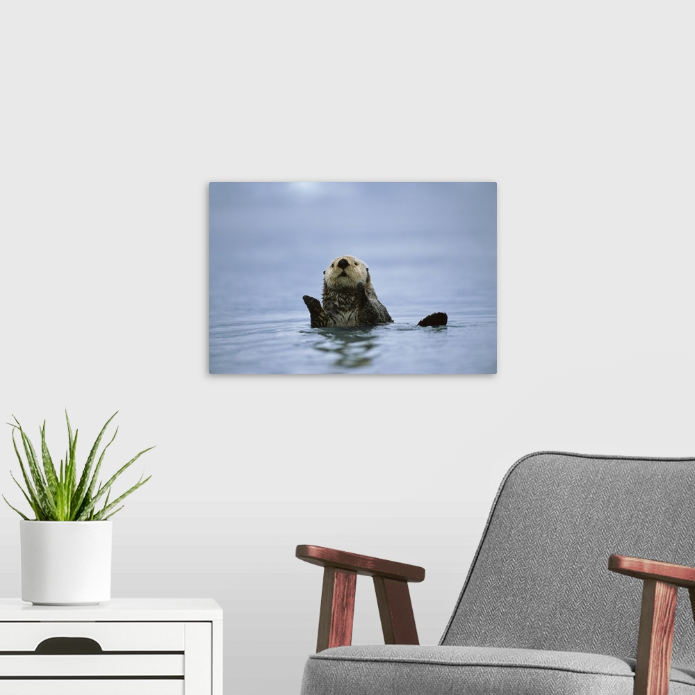 A modern room featuring Sea Otter (Enhydra lutris), Prince William Sound, Alaska
