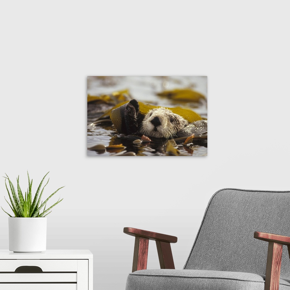 A modern room featuring Sea Otter (Enhydra lutris) floating in kelp bed, northern Pacific Ocean