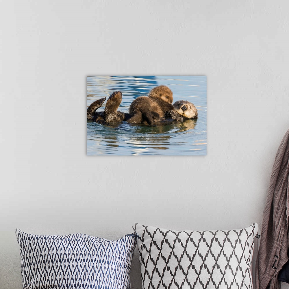 A bohemian room featuring Sea Otter mother and pup, Elkhorn Slough, Monterey Bay, California