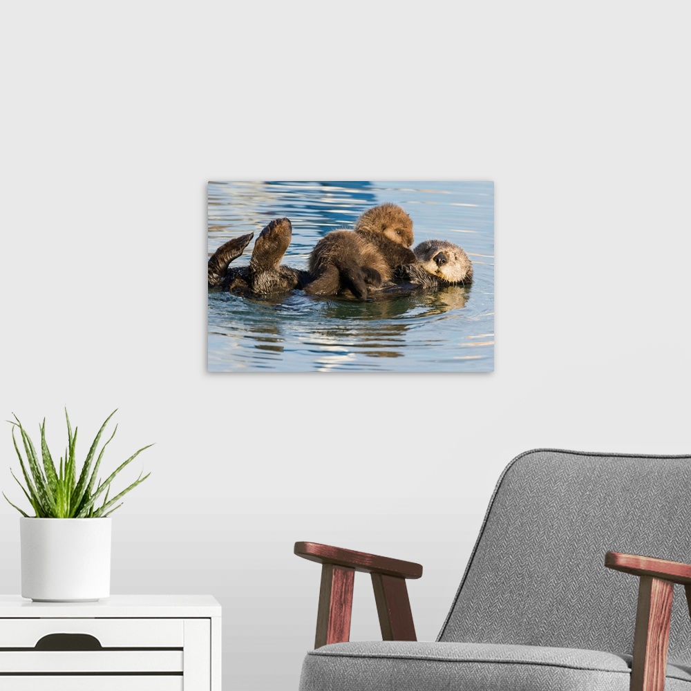 A modern room featuring Sea Otter mother and pup, Elkhorn Slough, Monterey Bay, California