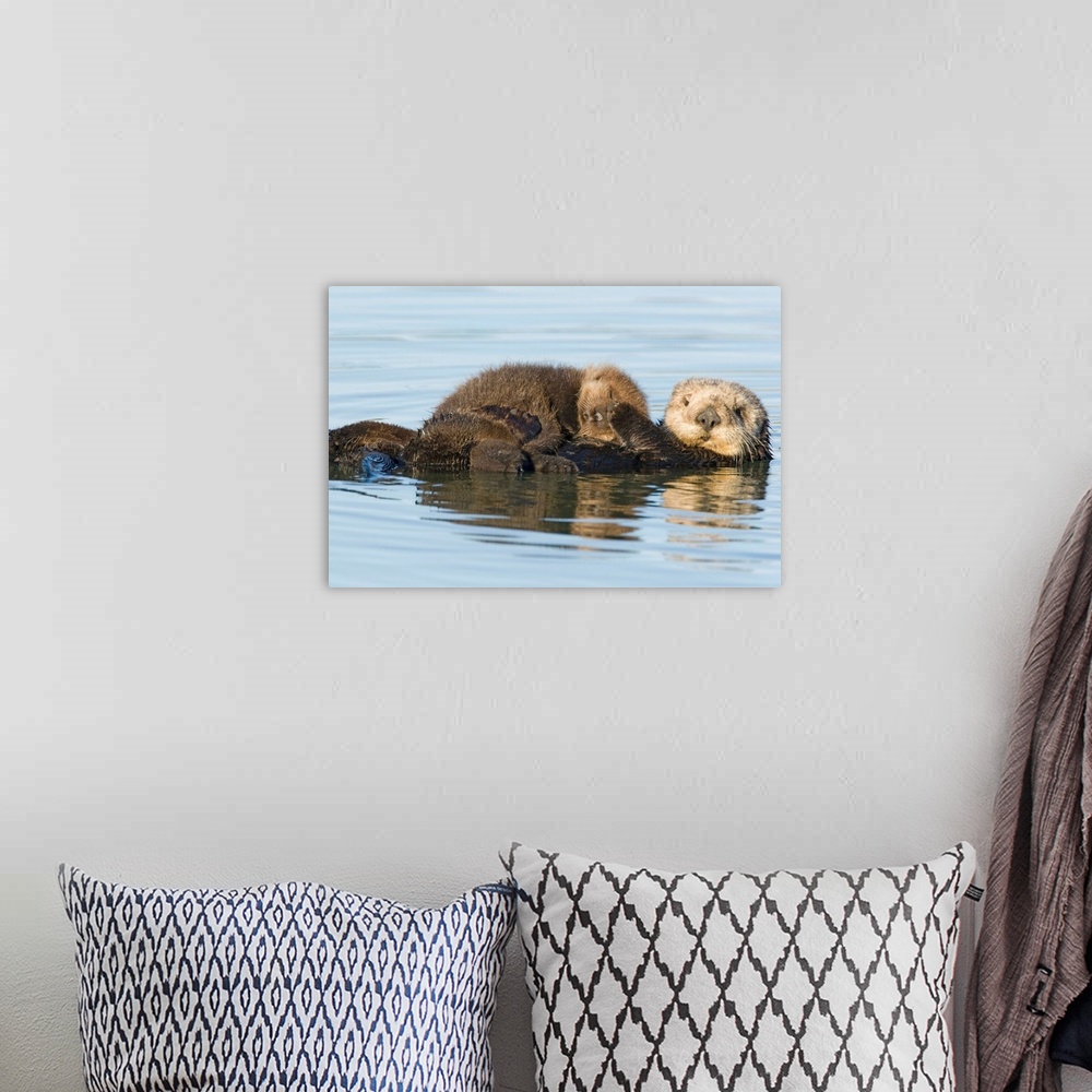 A bohemian room featuring Sea Otter mother and pup, Elkhorn Slough, Monterey Bay, California