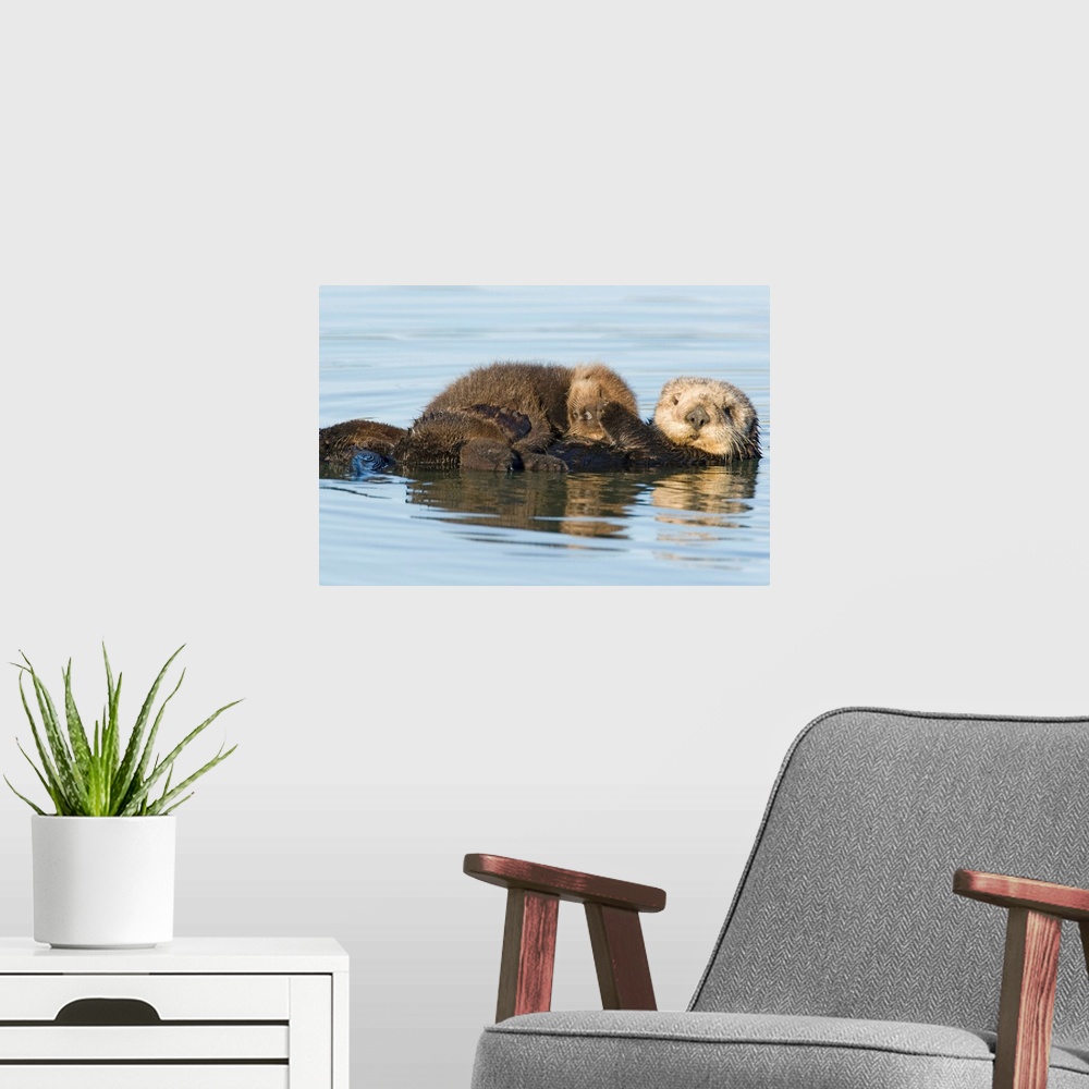 A modern room featuring Sea Otter mother and pup, Elkhorn Slough, Monterey Bay, California