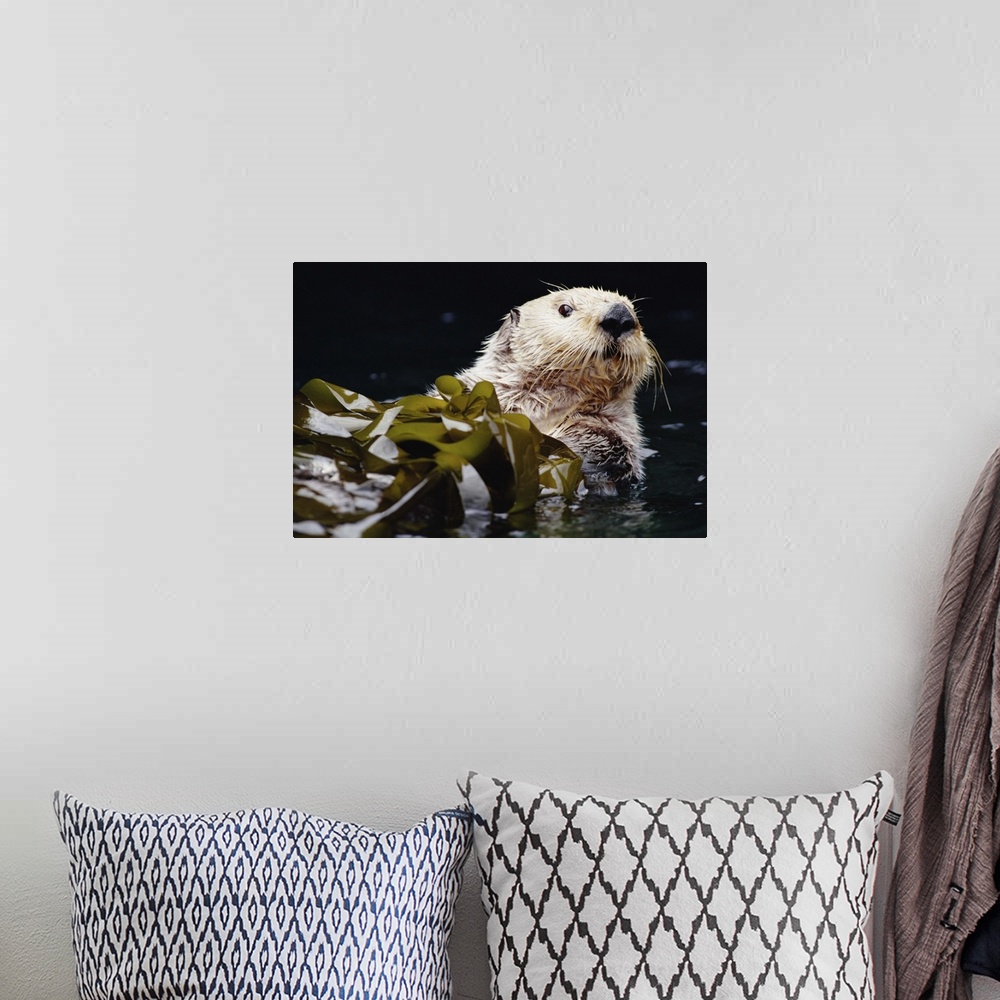 A bohemian room featuring Sea Otter (Enhydra lutris) portrait in Kelp, Pacific coast, North America