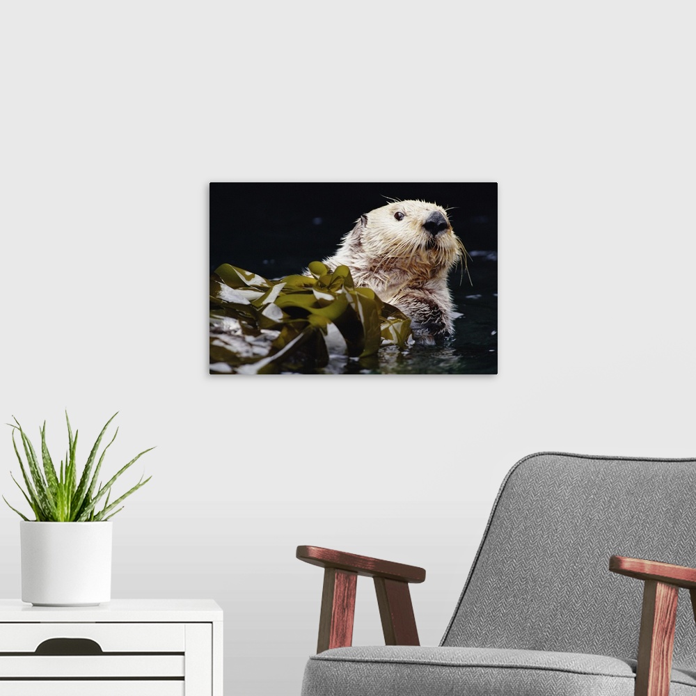 A modern room featuring Sea Otter (Enhydra lutris) portrait in Kelp, Pacific coast, North America