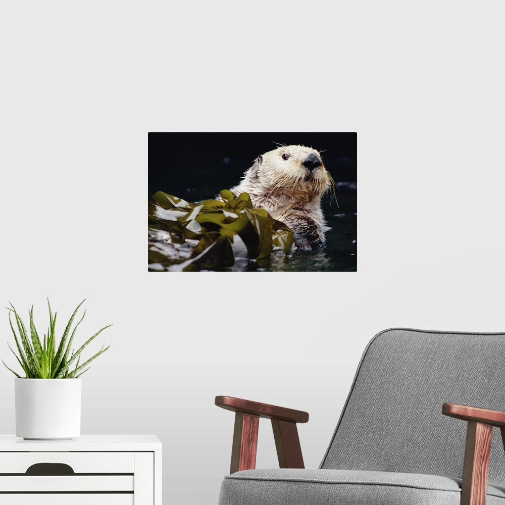 A modern room featuring Sea Otter (Enhydra lutris) portrait in Kelp, Pacific coast, North America