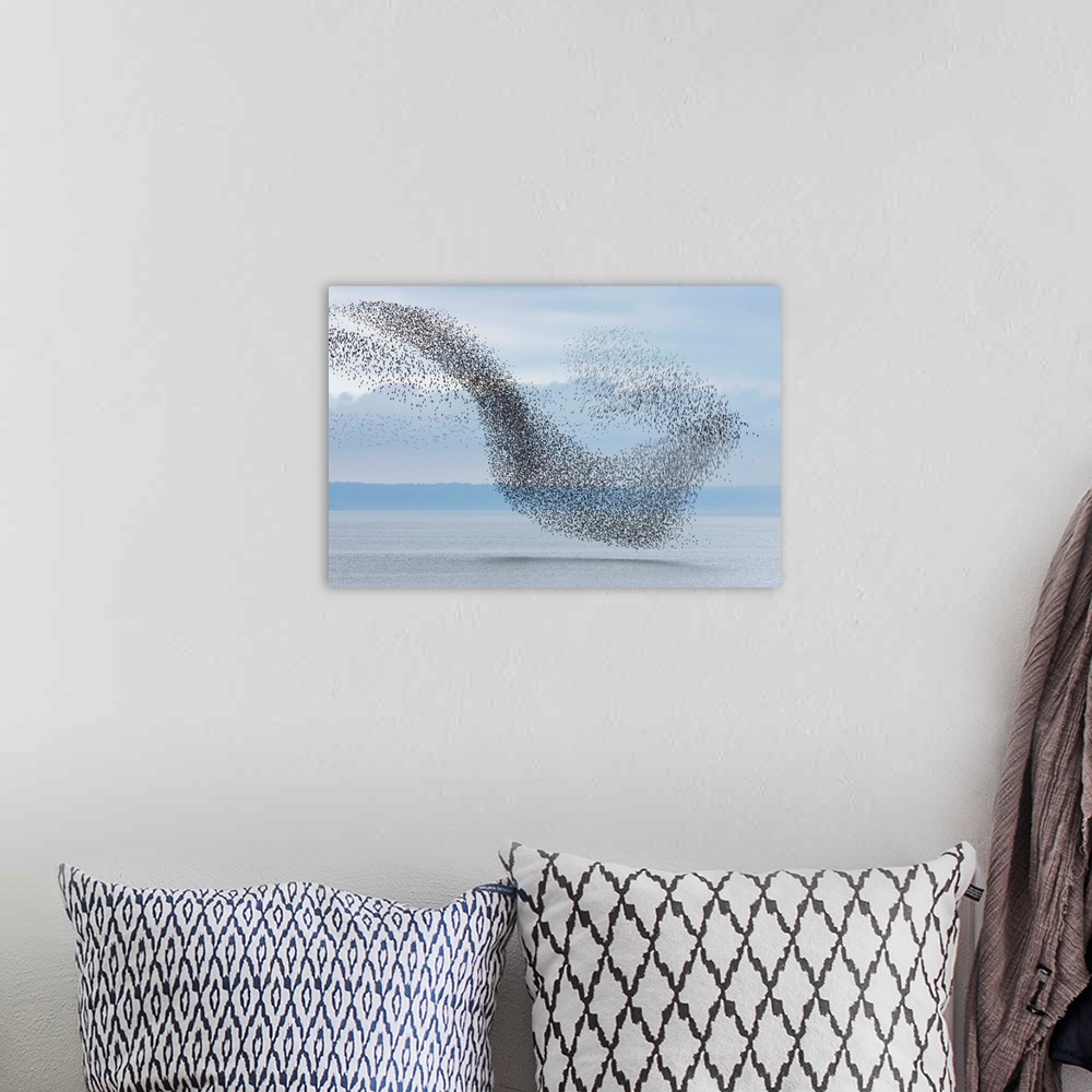 A bohemian room featuring Semipalmated Sandpipers Flying Over Bay of Fundy New Brunswick