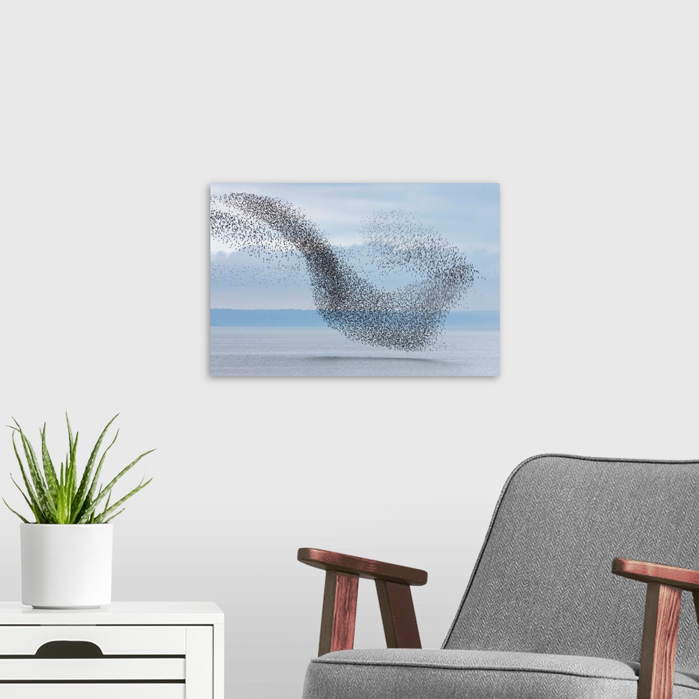 A modern room featuring Semipalmated Sandpipers Flying Over Bay of Fundy New Brunswick