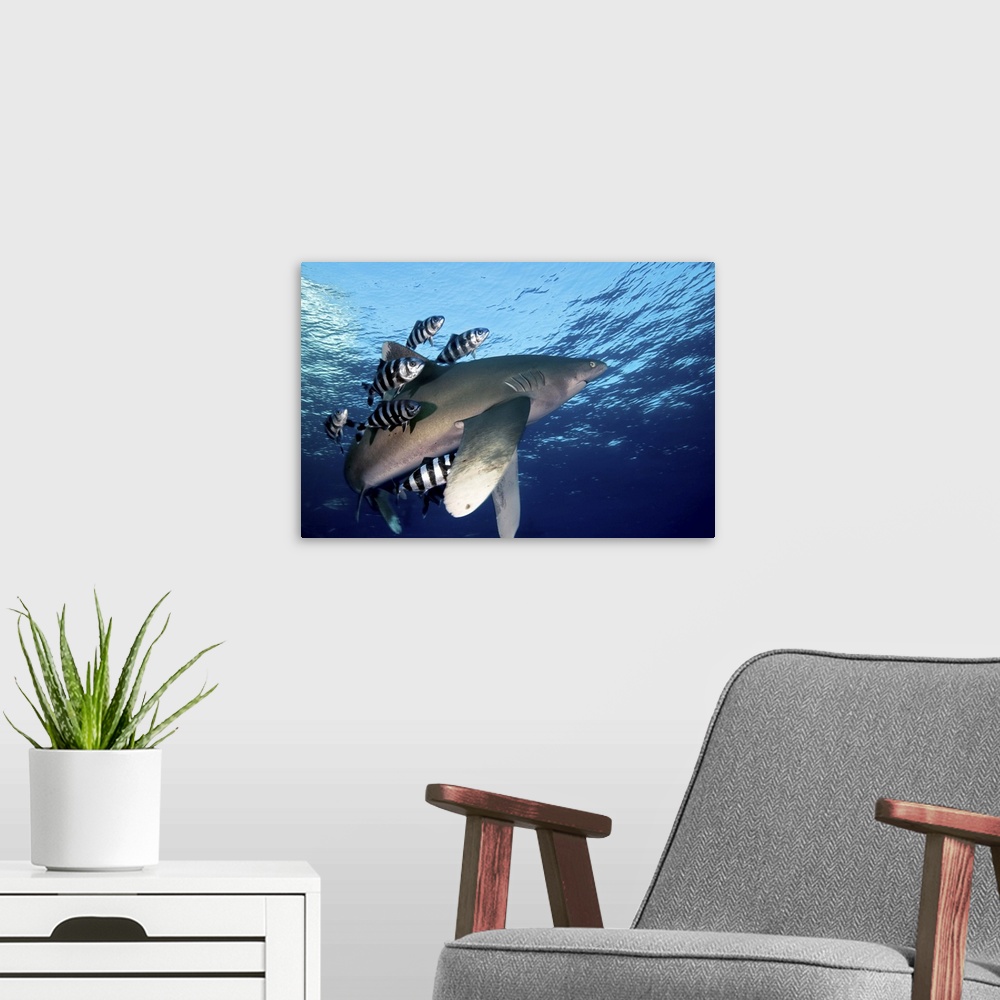 A modern room featuring Shark swimming close to the water surface