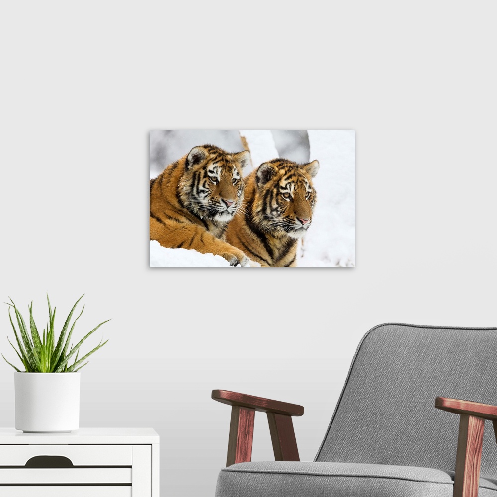A modern room featuring Junge Sibirischer Tiger im Schnee, Panthera tigris altaica / Siberian Tiger cubs in snow, Panther...
