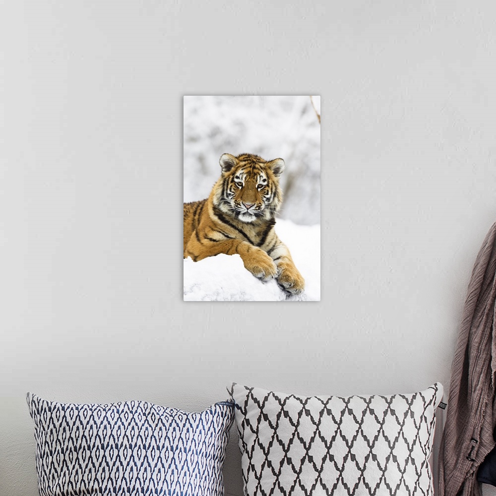 A bohemian room featuring Sibirischer Tiger im Schnee, Panthera tigris altaica / Siberian Tiger in snow, Panthera tigris al...