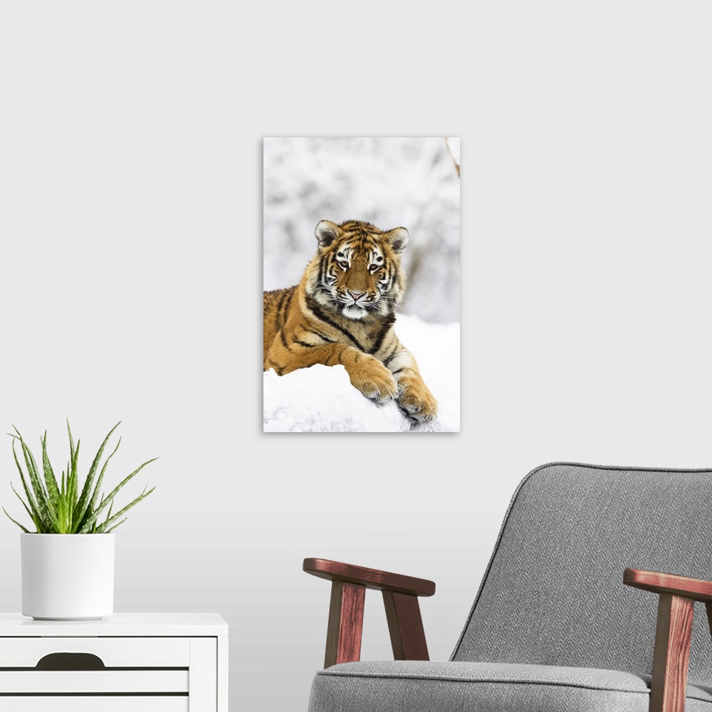 A modern room featuring Sibirischer Tiger im Schnee, Panthera tigris altaica / Siberian Tiger in snow, Panthera tigris al...