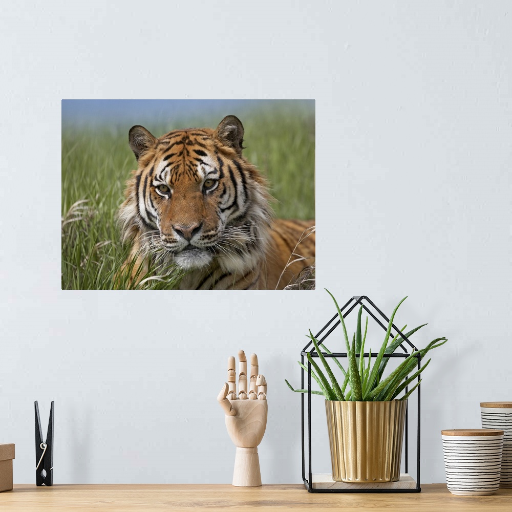 A bohemian room featuring Siberian Tiger (Panthera tigris altaica) portrait, endangered, native to Siberia