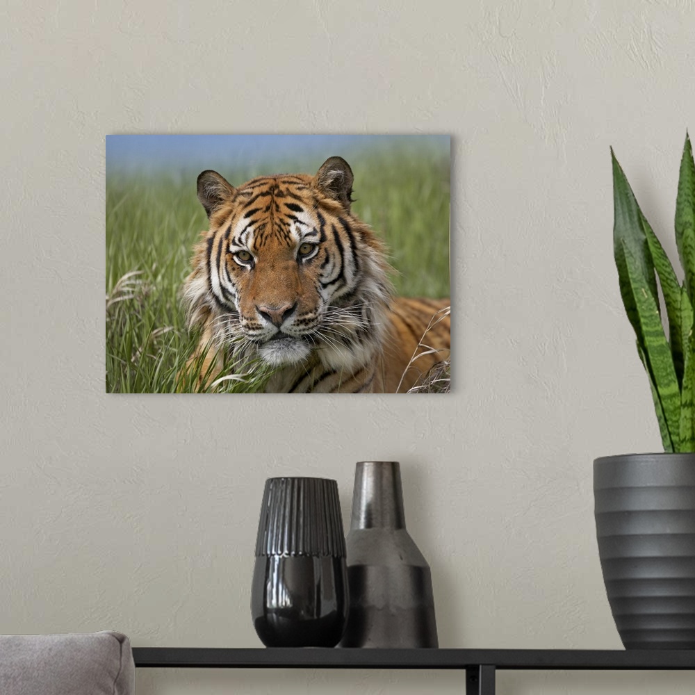 A modern room featuring Siberian Tiger (Panthera tigris altaica) portrait, endangered, native to Siberia